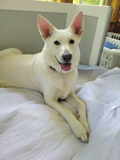 chinook dog